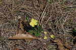 Carolina frostweed